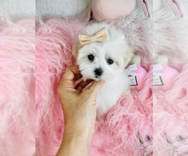 Medium Photo #3 Maltese Puppy For Sale in PEMBROKE PINES, FL, USA