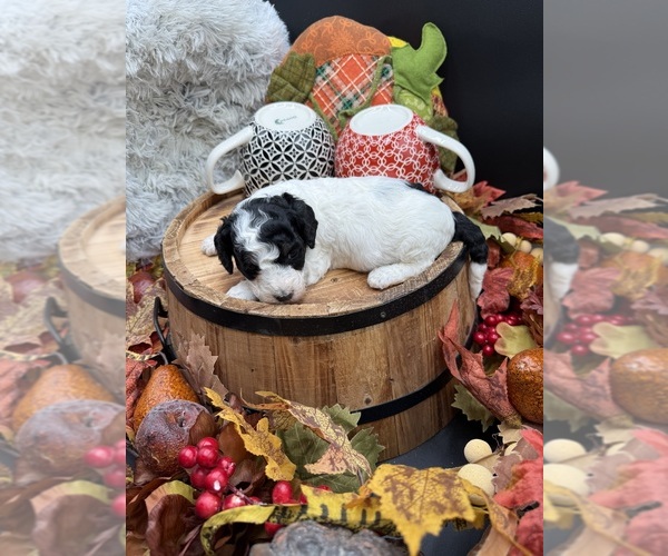 Medium Photo #2 Goldendoodle mix (+ Poodle Miniature) Puppy For Sale in HAYDEN, AL, USA