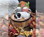 Small Photo #15 Goldendoodle mix (+ Poodle Miniature) Puppy For Sale in HAYDEN, AL, USA