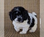 Small Photo #6 ShihPoo Puppy For Sale in FREDERICKSBURG, OH, USA