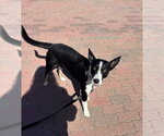 Small Photo #2 Mutt Puppy For Sale in Lake Elsinore, CA, USA