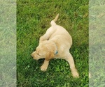 Small #15 Labrador Retriever