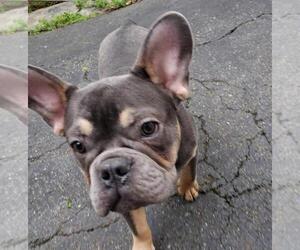 French Bulldog Puppy for sale in CLIFFSIDE PARK, NJ, USA