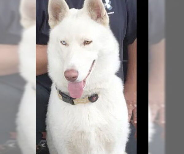 Medium Photo #1 Siberian Husky Puppy For Sale in Tracy, CA, USA