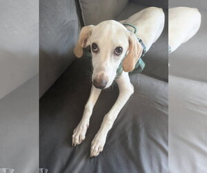 Lace - Female American Foxhound Dog for Adoption - Photo #2
