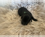 Puppy 8 Labrador Retriever