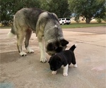 Small Photo #7 Akita Puppy For Sale in GREELEY, CO, USA