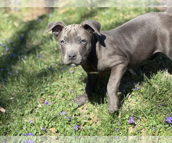 Medium Photo #2 Mutt Puppy For Sale in Fenton, MO, USA