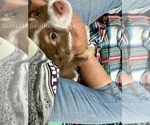 Small #5 Miniature Australian Shepherd