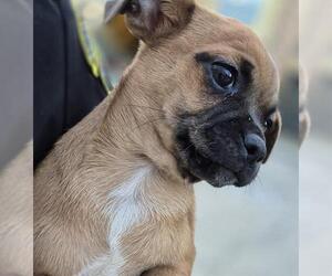 Pug-Unknown Mix Dogs for adoption in San Antonio, TX, USA