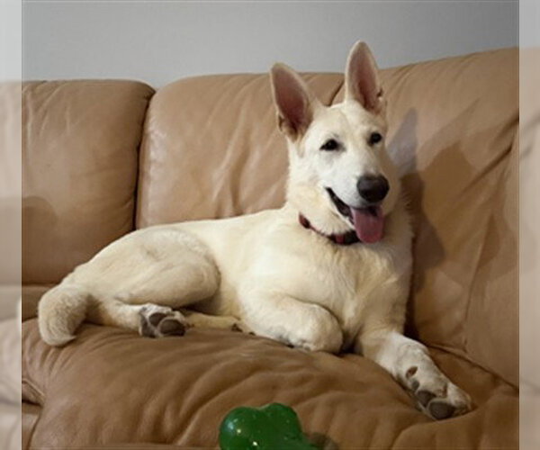 Medium Photo #1 German Shepherd Dog Puppy For Sale in Derwood, MD, USA