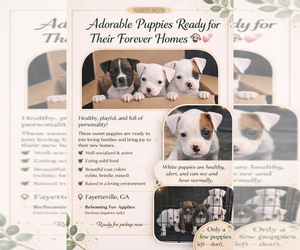 Boxer Puppy for sale in FAYETTEVILLE, GA, USA