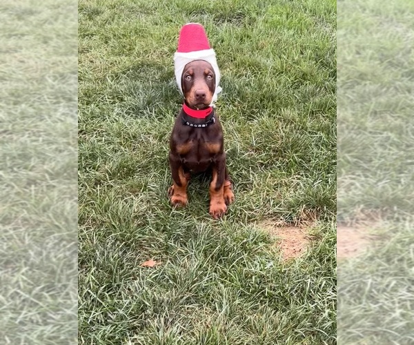 Medium Photo #1 Doberman Pinscher Puppy For Sale in MACOMB TOWNSHIP, MI, USA
