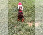 Small Photo #1 Doberman Pinscher Puppy For Sale in MACOMB TOWNSHIP, MI, USA