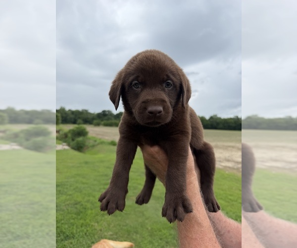Medium Photo #4 Labrador Retriever Puppy For Sale in GREENVILLE, NC, USA