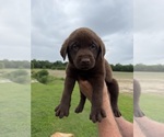 Small #3 Labrador Retriever
