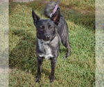 Small #2 Schipperke Mix