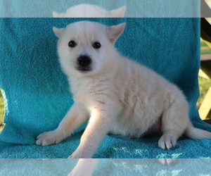 Norwegian Elkhound Puppy for sale in SHILOH, OH, USA