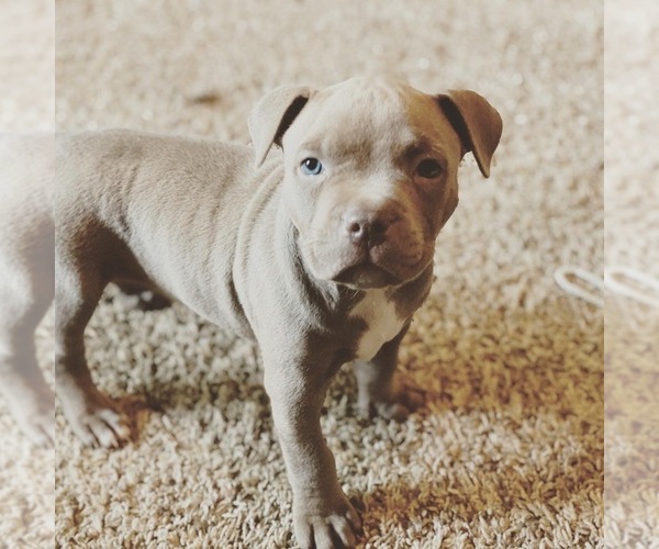 Medium Photo #8 American Pit Bull Terrier Puppy For Sale in OVERLAND, KS, USA
