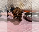 Puppy Fawn Female English Bulldog
