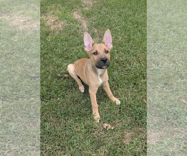 Medium Photo #3 German Shepherd Dog-Unknown Mix Puppy For Sale in The Woodlands, TX, USA