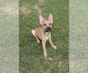 Bud - Male German Shepherd Dog-Unknown Mix Dog for Adoption - Photo #3