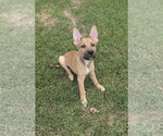 Small Photo #3 German Shepherd Dog-Unknown Mix Puppy For Sale in The Woodlands, TX, USA