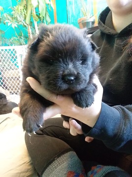 Medium Photo #2 Chow Chow Puppy For Sale in HILLPOINT, WI, USA
