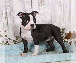 Boston Terrier Puppy for sale in PENNS CREEK, PA, USA