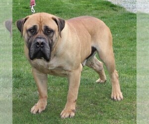 Father of the Boerboel puppies born on 03/08/2020