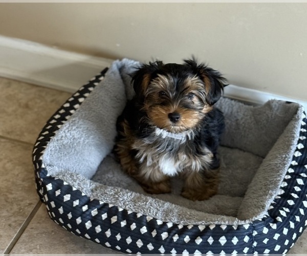 Medium Photo #7 Yorkshire Terrier Puppy For Sale in ARLINGTON, TN, USA