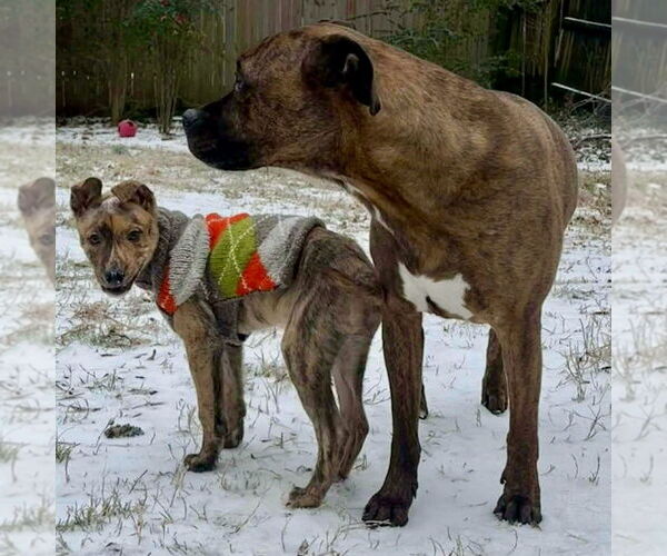 Medium Photo #6 German Shepherd Dog-Unknown Mix Puppy For Sale in Spring Lake, NC, USA