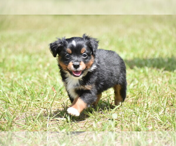 Medium Photo #3 Miniature American Shepherd Puppy For Sale in PALM COAST, FL, USA