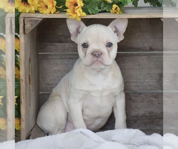 Medium Photo #4 French Bulldog Puppy For Sale in HONEY BROOK, PA, USA