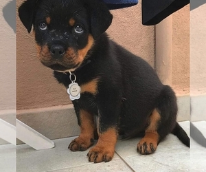 Rottweiler Puppy for sale in CHARLOTTE, NC, USA