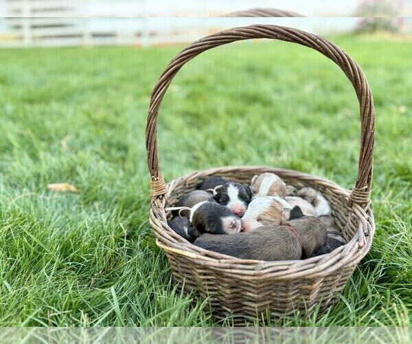 Medium Photo #1 Border Collie Puppy For Sale in MESA, WA, USA