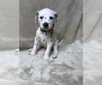 Small Photo #19 Dalmatian Puppy For Sale in FORT WORTH, TX, USA
