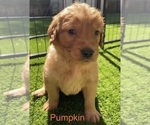 Puppy Pumpkin Orange Labrador Retriever