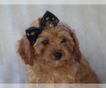 Small #3 Cavapoo-Poodle (Miniature) Mix