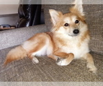 Small Photo #1 Pomeranian Puppy For Sale in WINFIELD, KS, USA