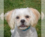 Small #5 Shih Tzu