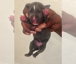 Small Photo #3 American Pit Bull Terrier Puppy For Sale in NEWARK, NJ, USA
