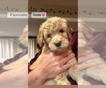Small Photo #5 Goldendoodle Puppy For Sale in NORTH KINGSTOWN, RI, USA