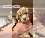 Small #4 Goldendoodle