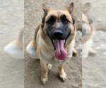 Small #1 German Shepherd Dog