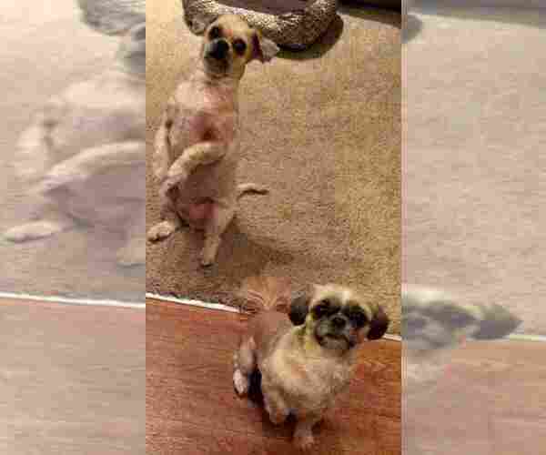 Medium Photo #4 Shih Tzu-Shorkie Tzu Mix Puppy For Sale in GRANITE QRY, NC, USA