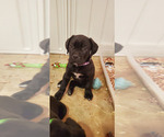 Puppy Puppy 6 Cane Corso