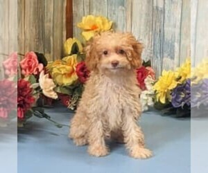 Poodle (Toy)-Yorkshire Terrier Mix Puppy for sale in ROSE HILL, KS, USA