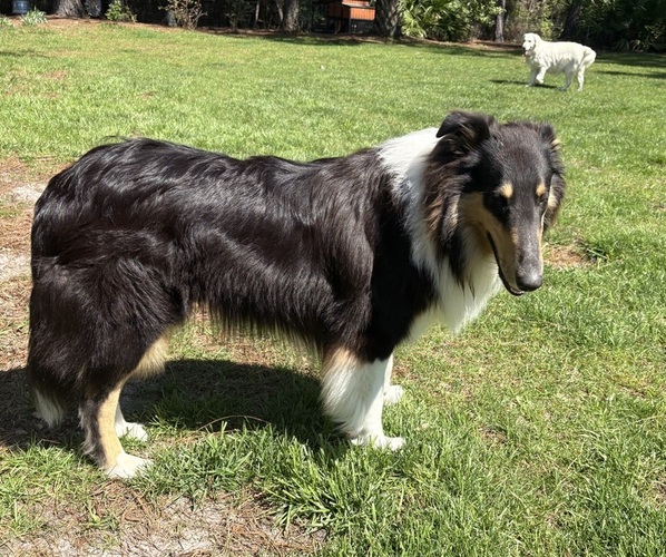 Medium Photo #1 Collie-English Cream Golden Retriever Mix Puppy For Sale in SANTA ROSA BEACH, FL, USA