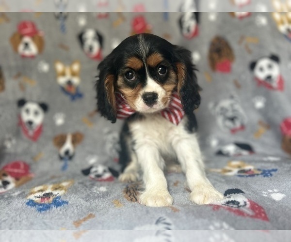 Medium Photo #2 Cavalier King Charles Spaniel Puppy For Sale in LAKELAND, FL, USA